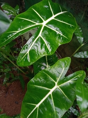 Alocasia amazonica