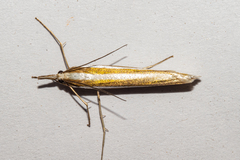 Orocrambus