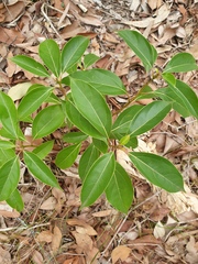 Cinnamomum camphora