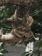 Hexagonia tenuis