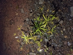 Cyperus haspan