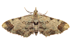 Pasiphila magnimaculata