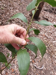 Acacia leiocalyx