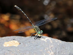 Hemigomphus theischingeri
