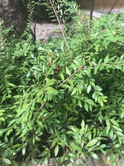 Phyllanthus myrtifolius