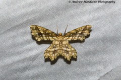 Fritillerinnys clathraria