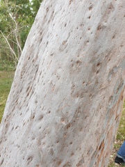 Angophora leiocarpa