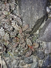 Acaena saccaticupula