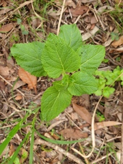 Ageratum houstonianum