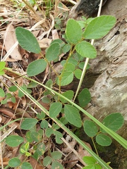 Desmodium rhytidophyllum
