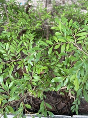 Phyllanthus cochinchinensis