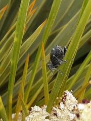 Inophloeus inuus
