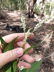 Persicaria attenuata