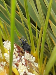 Inophloeus inuus