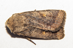 Proteuxoa tetronycha