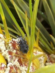 Inophloeus inuus