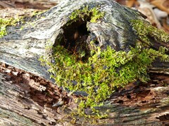 Platygyrium repens