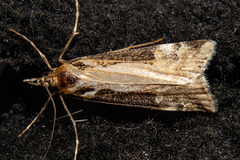 Scoparia trapezophora