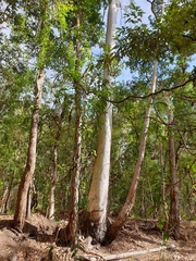 Eucalyptus tereticornis