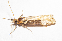Scoparia trapezophora