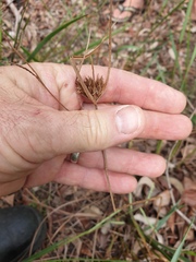 Cyperus polystachyos