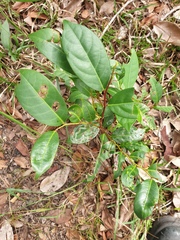 Glochidion ferdinandi