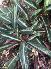 Excoecaria cochinchinensis