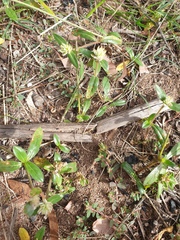 Gomphrena celosioides