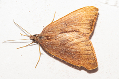 Xanthorhoe occulta
