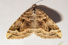 Xanthorhoe semifissata