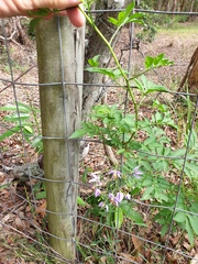 Solanum seaforthianum
