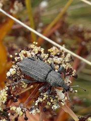 Inophloeus inuus