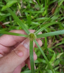 Cyperus aromaticus