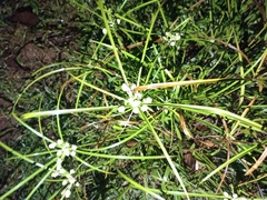Cyperus entrerianus