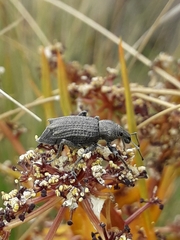 Inophloeus inuus