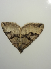 Xanthorhoe semifissata