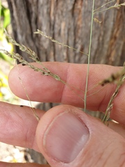 Eragrostis curvula