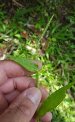 Paspalum nutans