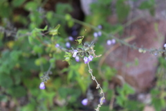 Salvia alamosana
