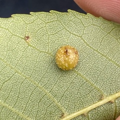 Caryomyia tuberculata