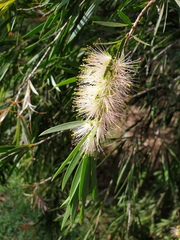 Melaleuca salicina