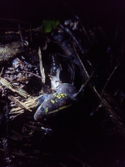 Rhinophrynus dorsalis