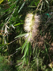 Melaleuca salicina