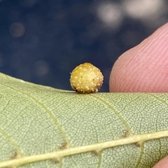 Caryomyia tuberculata