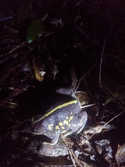 Rhinophrynus dorsalis