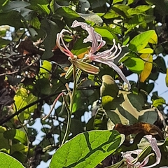 Bauhinia purpurea