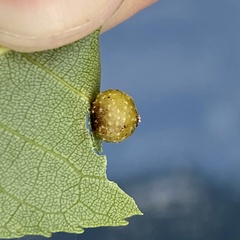 Caryomyia tuberculata