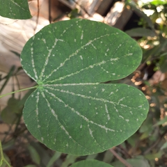 Bauhinia purpurea