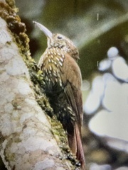 Lepidocolaptes lacrymiger