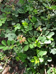 Indigofera spicata